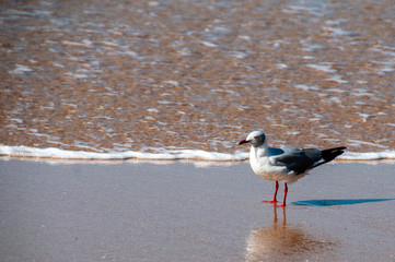 Hartlaub’s Gull in a small wave, at the sea, South Africa