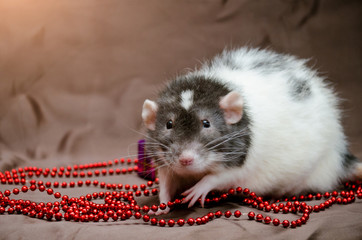 Gray and white rat sits on brown background near New Year present boxes, bells and beads, with copyspace, symbol of year 2020