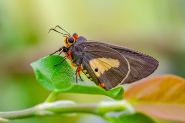 Closeup beautiful butterfly in a summer garden
