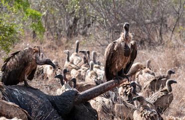 cape vulture, South Africa, eating elephant carcass, death, decay, feeding