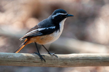 white throated robin chat, South Africa