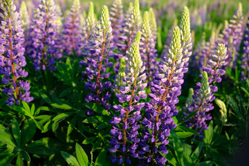 Lupinus field with pink purple and blue flowers. meadow of lupins