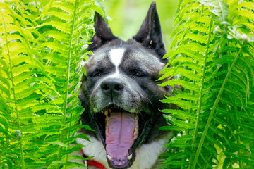 portrait of a smiling dog surrounded by green fern leaves on a Sunny day. American Akita