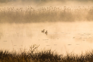 Ducks in the Morninglight