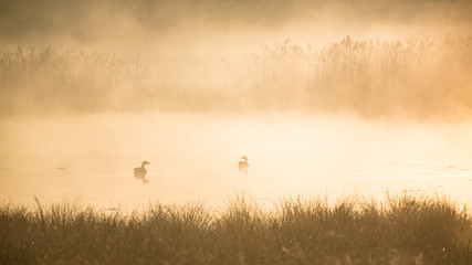 Ducks in the Morninglight