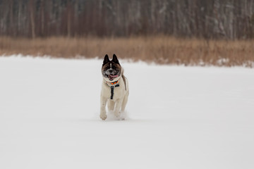 portrait of a cute dog running through a snow-covered field. American Akita