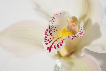 macro photo  of a white orchid flower 