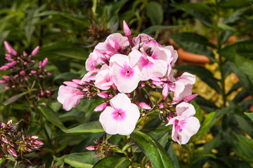 pink phlox flowers surrounded by green leaves