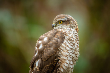 Eurasian sparrowhawk (Accipiter nisus)
