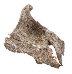 isolated natural weathered pine root 