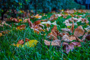 Colourful autumn - stock photo