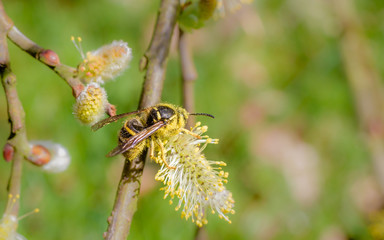 Common wasp (Vespula vulgaris) on Willow