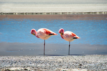 Flamingos in den Anden
