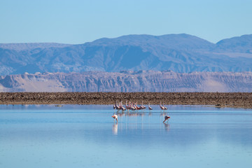 Northern Chile - San Pedro de Atacama - Clear, salt lakes reflect the volcanoes beautifully and a natural feeding ground for birds, wildlife and flamingos - laguna Chaxa and lake Cejar © Michael