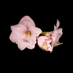 isolated colored AMARYLLIS flowers on black background