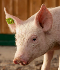 Portrait of a piglet in the stable