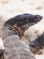 Lace Monitor Lizard