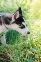 Beautiful little husky dog - symbol of 2018
