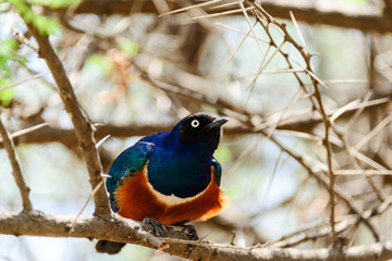 Magnificent bird