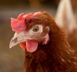 Portrait of a chicken in the barn