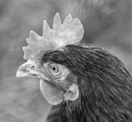 Portrait of a chicken in the barn black and white