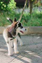 Little husky puppy staying on the road