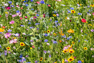 colorful rich flowering meadow in the alps in summer © Georg Kippes