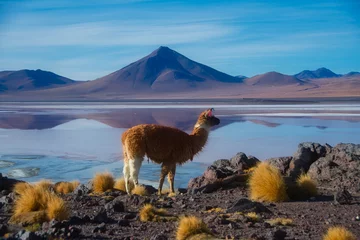 Foto auf Alu-Dibond Blauer Himmel Laguna Colorada Bolivien