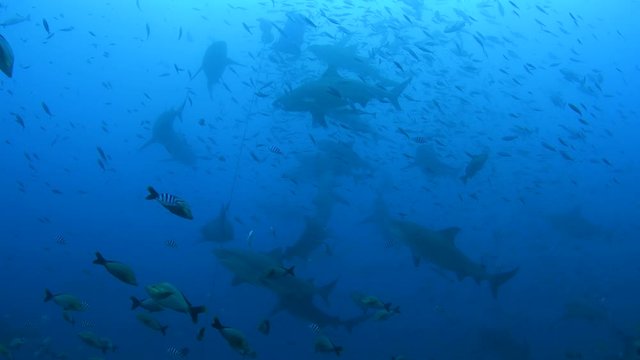 Bull Shark, Carcharhinus leucas feeding in Pacific harbour Fiji