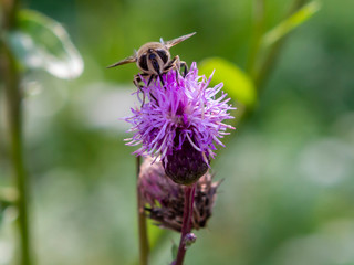 flower, bee, insect, nature, thistle, macro, plant, purple