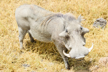 Happy Warthog
