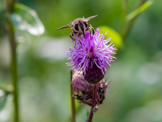 flower, bee, insect, nature, thistle, macro, plant, purple