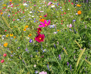 colorful rich flowering meadow in the alps in summer