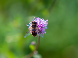 flower, bee, insect, nature, thistle, macro, plant, purple