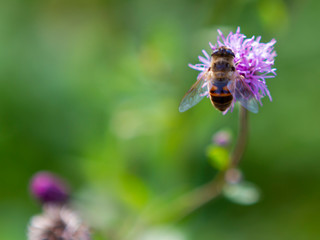 flower, bee, insect, nature, thistle, macro, plant, purple