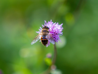 flower, bee, insect, nature, thistle, macro, plant, purple