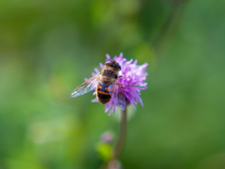 flower, bee, insect, nature, thistle, macro, plant, purple