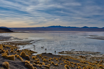 Laguna Colorada Bolivien
