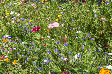 colorful rich flowering meadow in the alps in summer