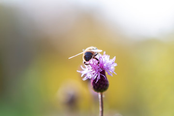 flower, bee, insect, nature, thistle, macro, plant, purple