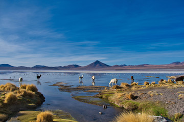Laguna Colorada Bolivien © Luana
