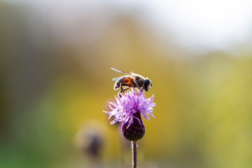 flower, bee, insect, nature, thistle, macro, plant, purple