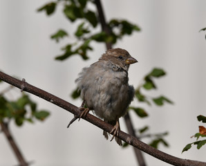 sparrow in natural habitat