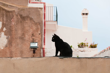 Schwarze Katze auf der Mauer