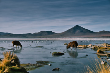 Laguna Colorada Bolivien