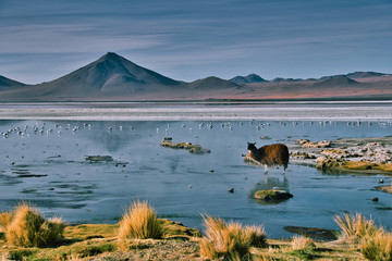Laguna Colorada Bolivien