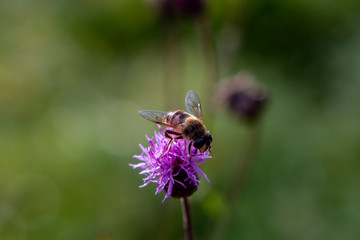 flower, bee, insect, nature, thistle, macro, plant, purple
