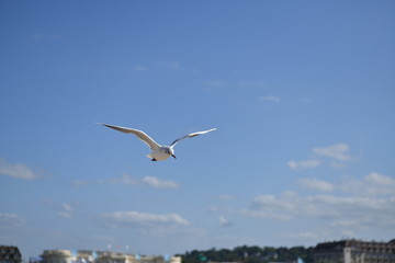 seagulls in the natural environment by the sea