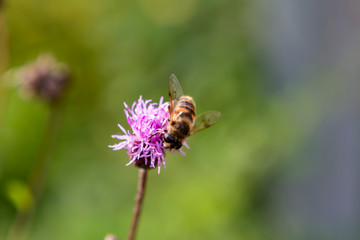 flower, bee, insect, nature, thistle, macro, plant, purple