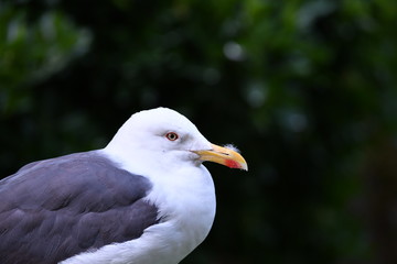 seagulls in the natural environment by the sea